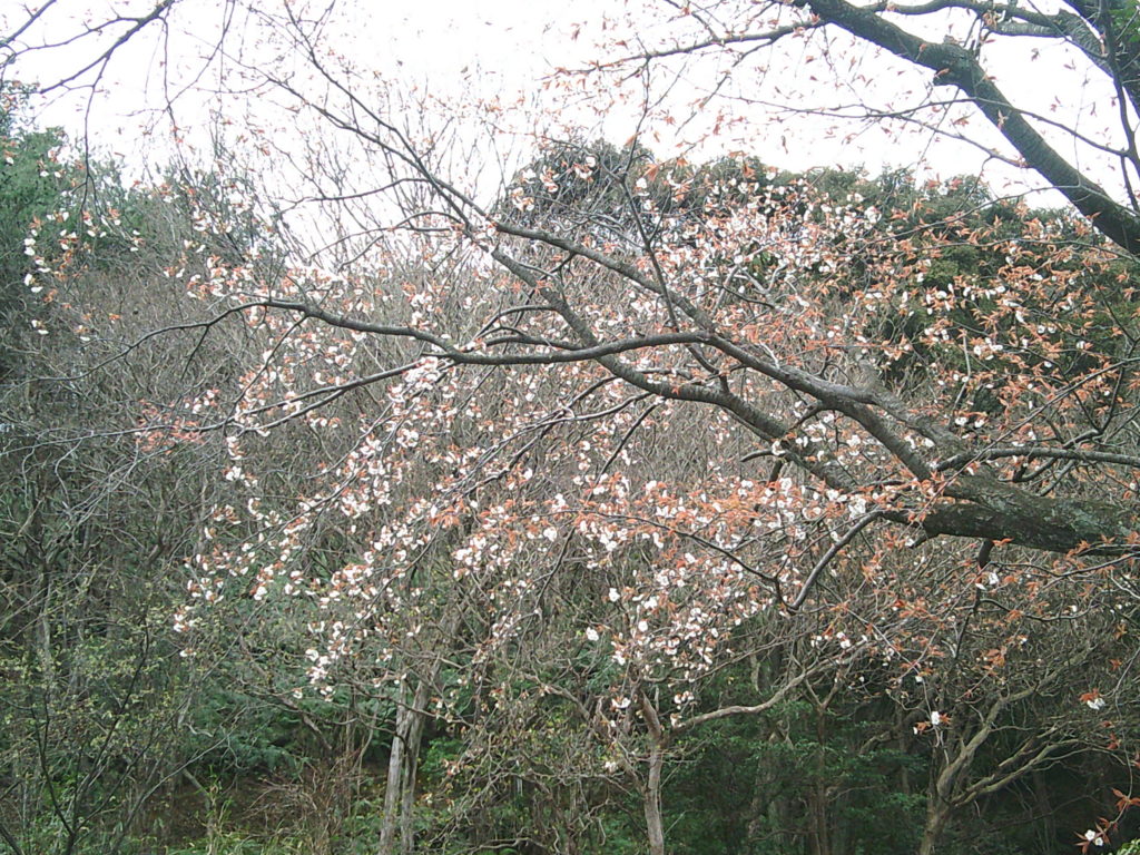キッチンカー出店のご案内