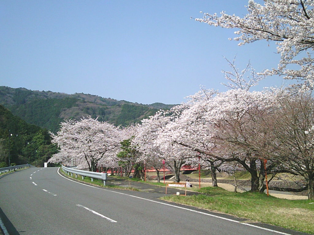 桜‼　今が見ごろです‼
